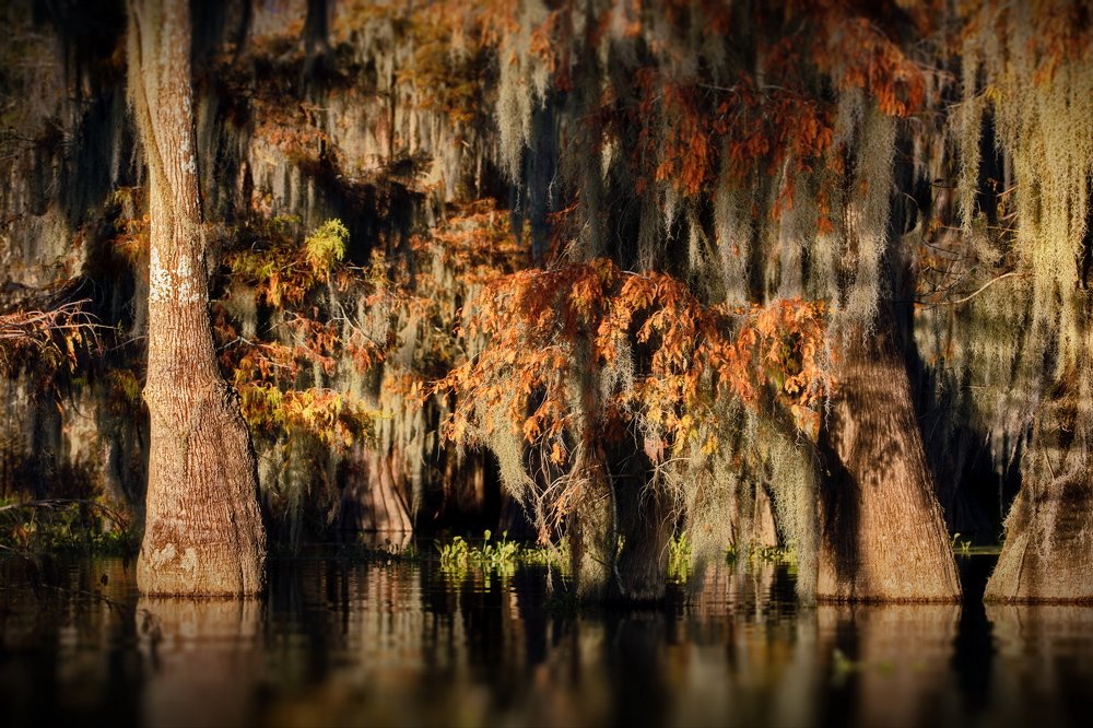 Кипарисовое спокоище