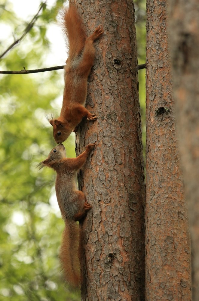 Фотография автора Юрий Кетель