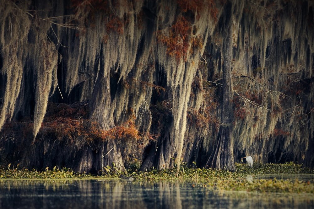 Кипарисовые настроения