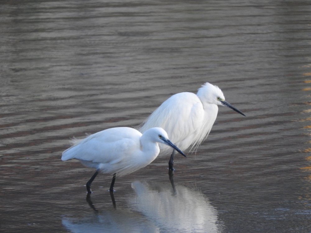 Little egret