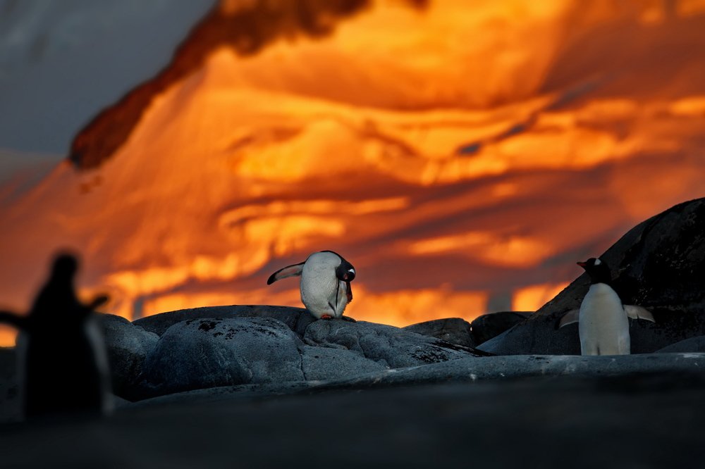 Новый Мессия