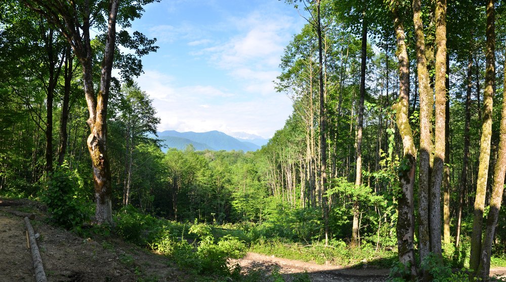 Солохаульский лес