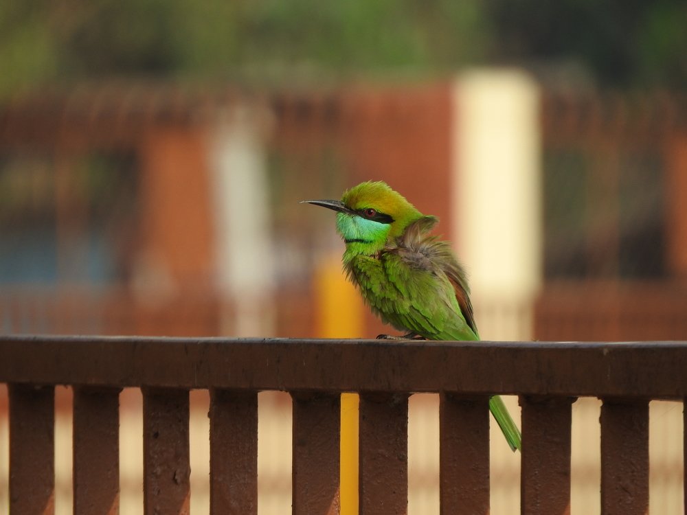 Green Bee-eater