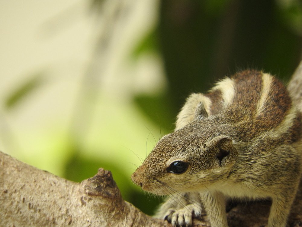 Sharpe Squirrel