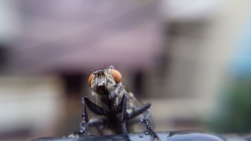 Photograph by Ragulprasanna