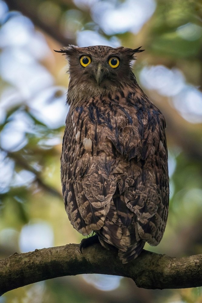 If looks can kill...