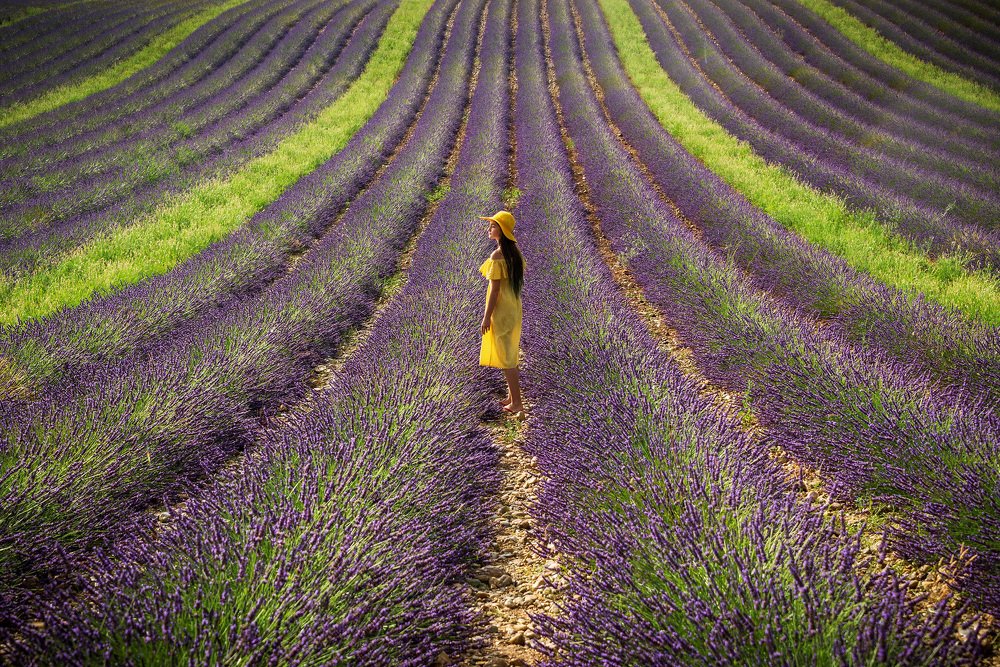 Lavender Field
