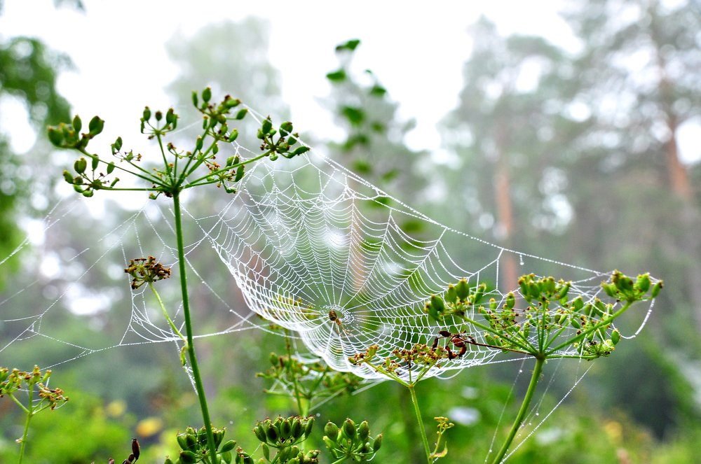 Photograph by Александр Дурасов