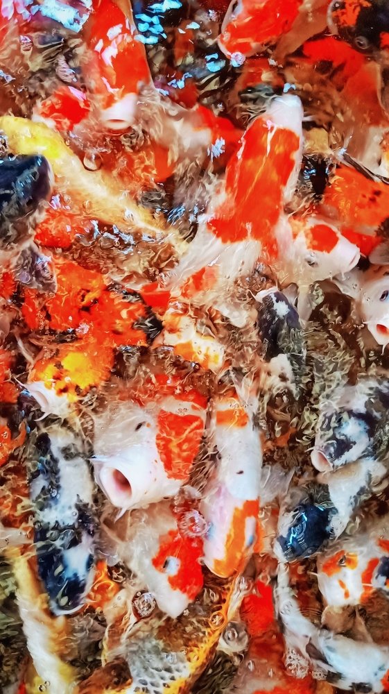 Koi Fish