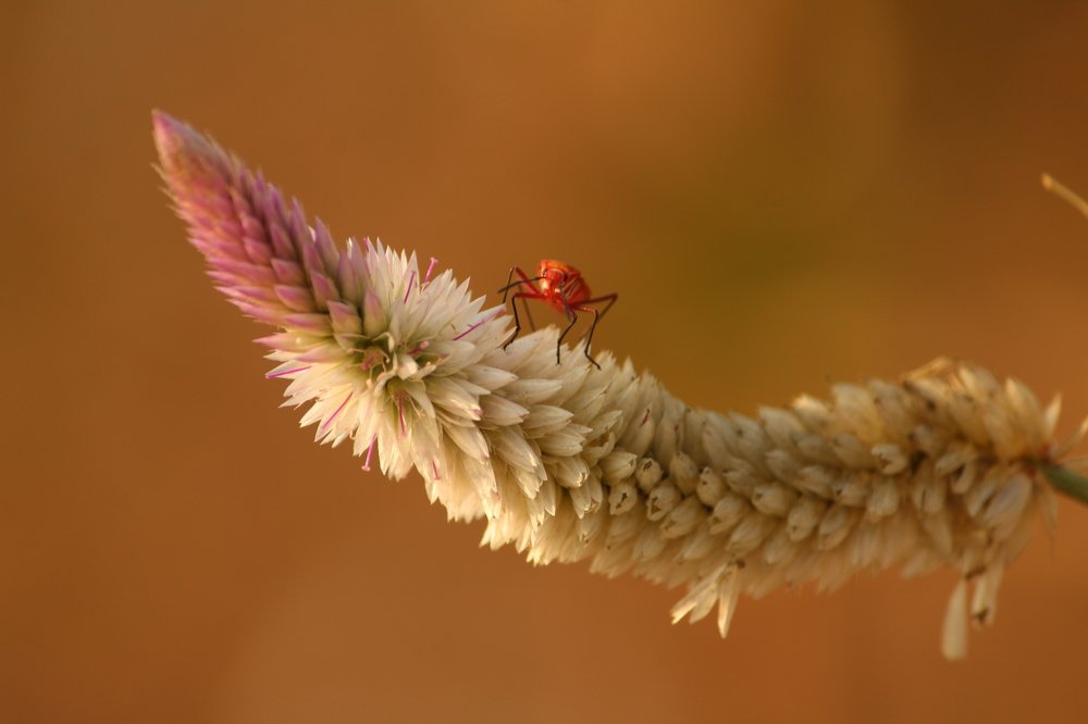 Photograph by Prasad Gharote