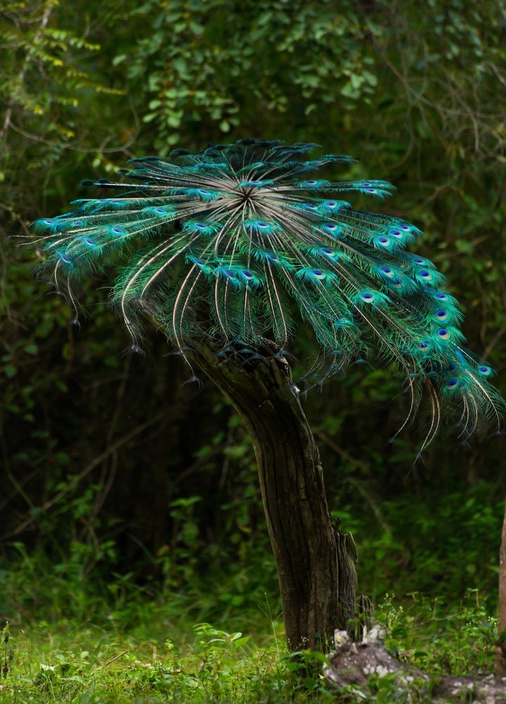 Peacock Tree !!