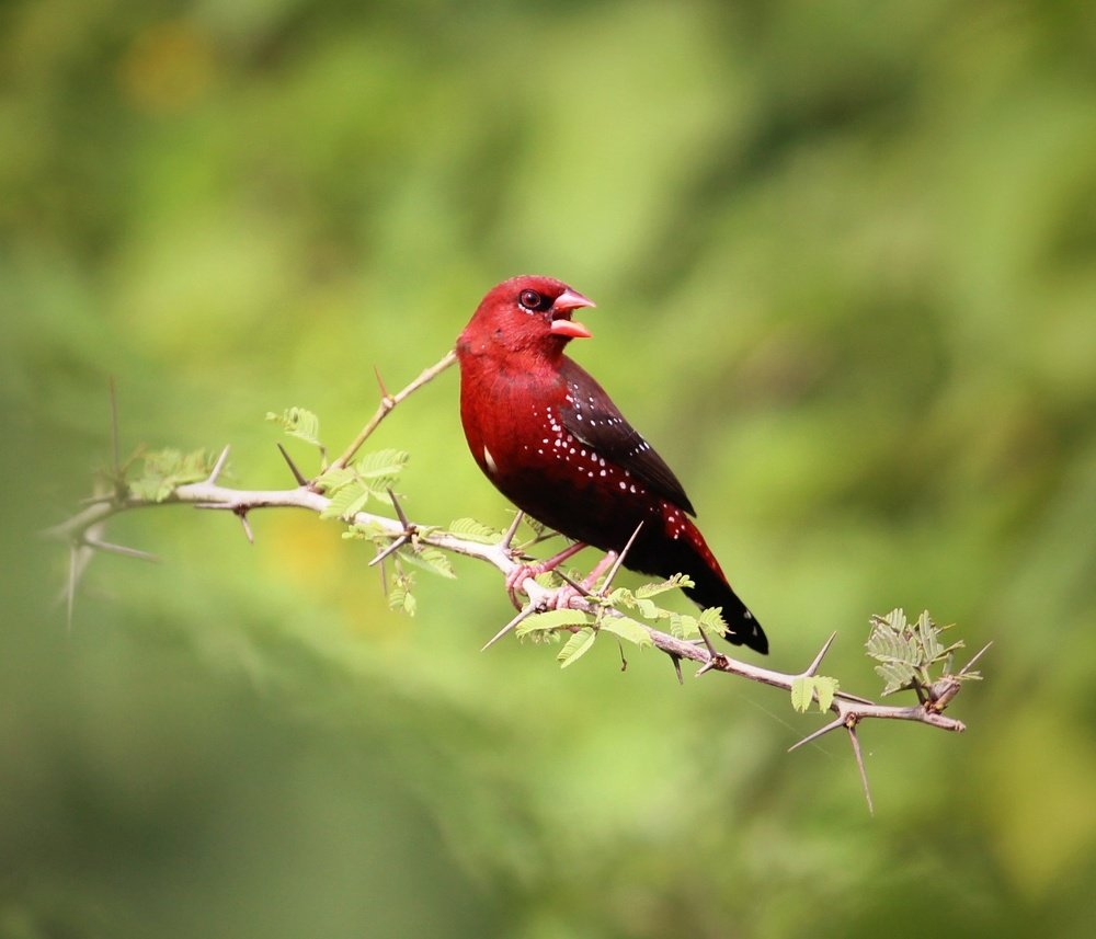 Photograph by Prasad Gharote