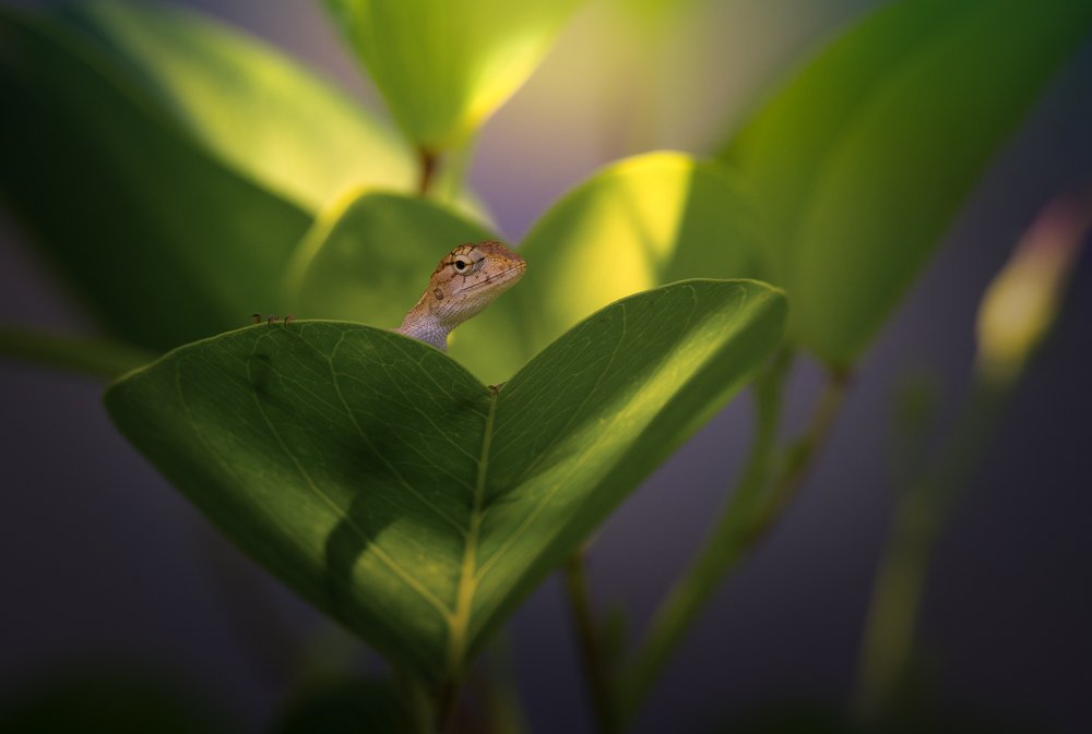 Сердцеедка