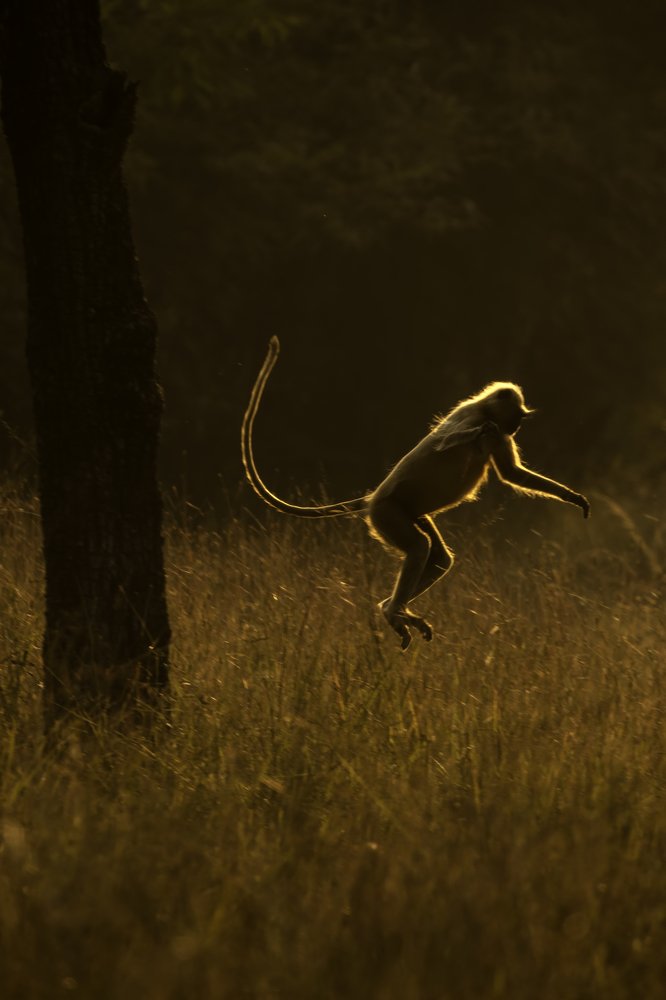 Photograph by Abhaya Shukla