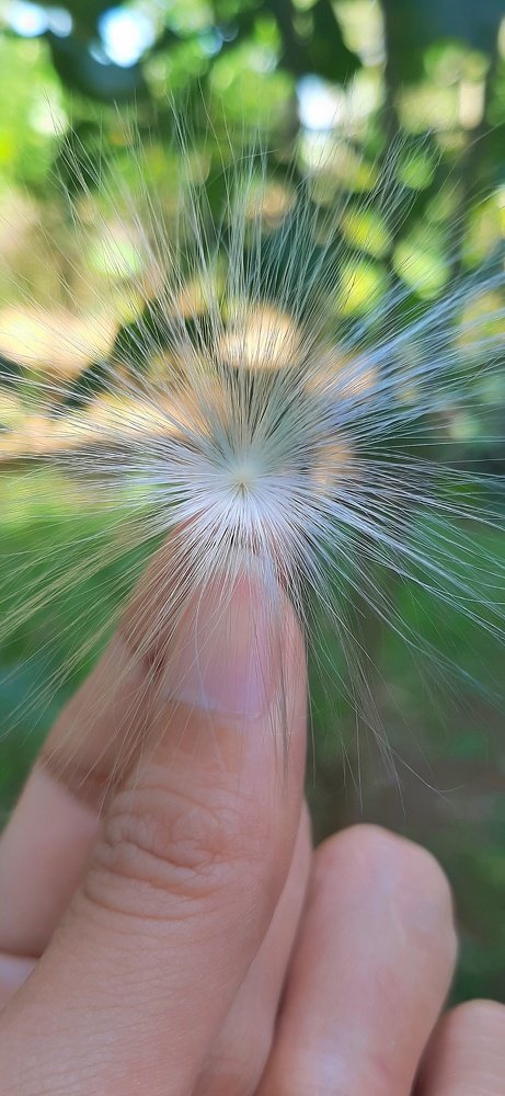 Floating flower