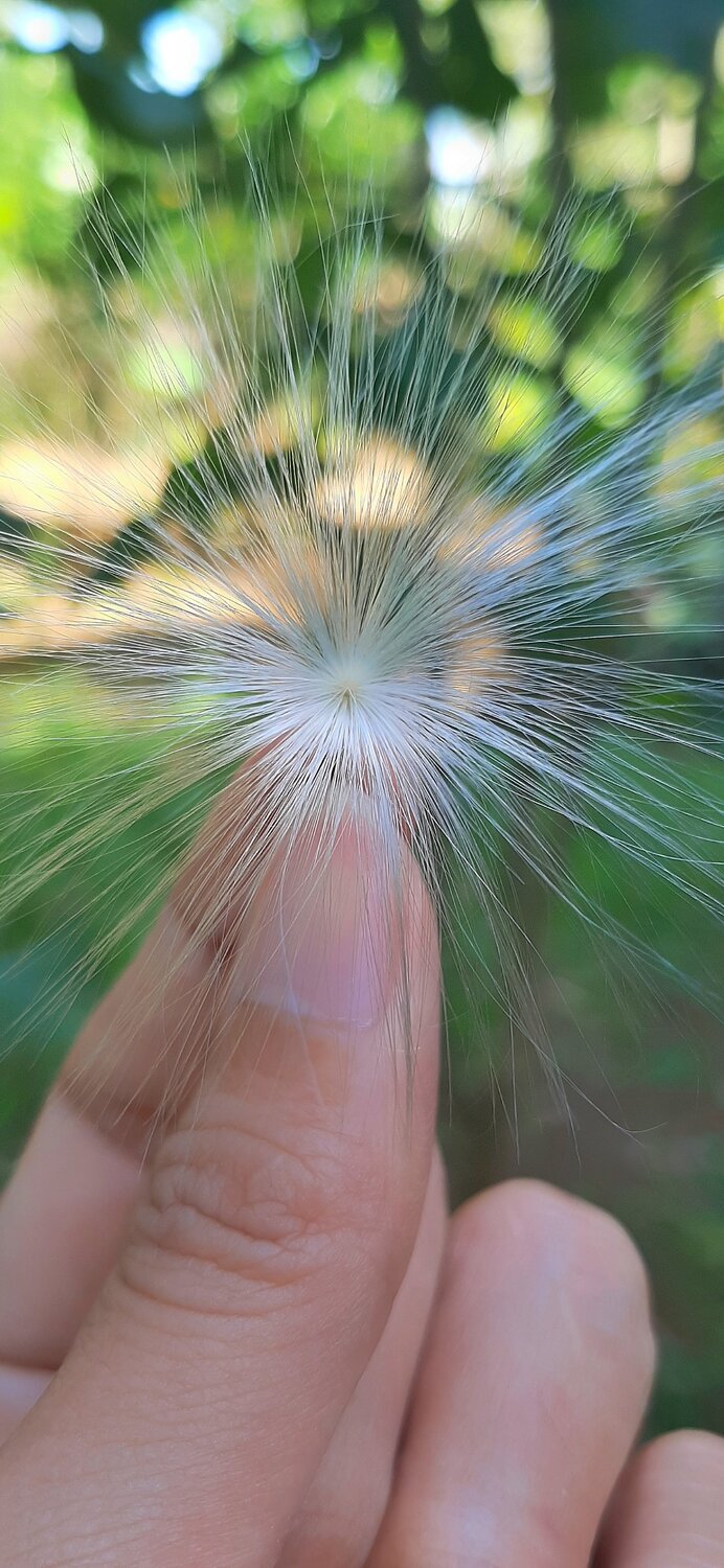 Floating flower