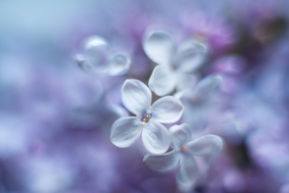 Photograph by Данил Мандрыгин