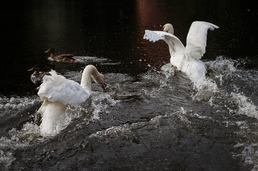 Photograph by ирина лебедева