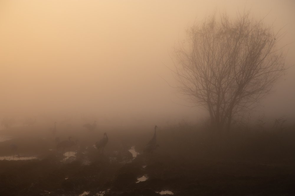 Photograph by Maxim Sayapin