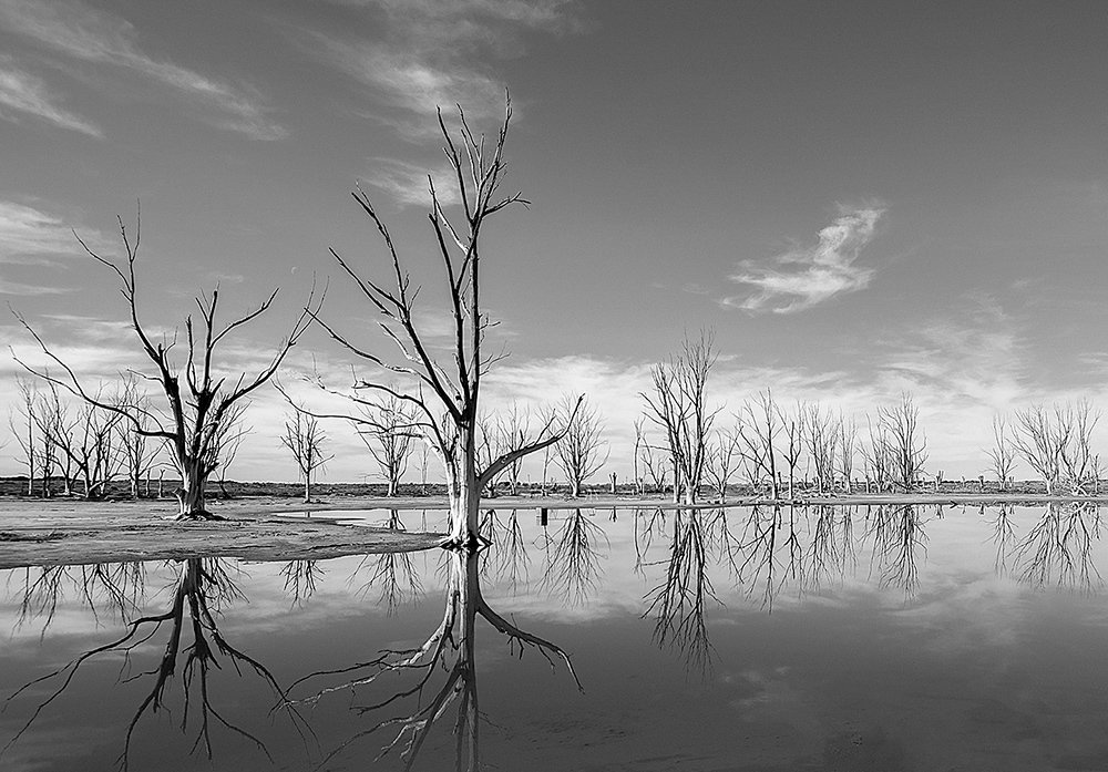 Los arboles mueren de Pie