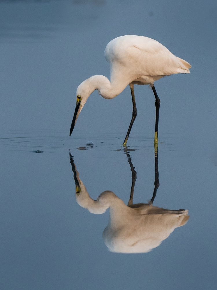 The shadow of Egret