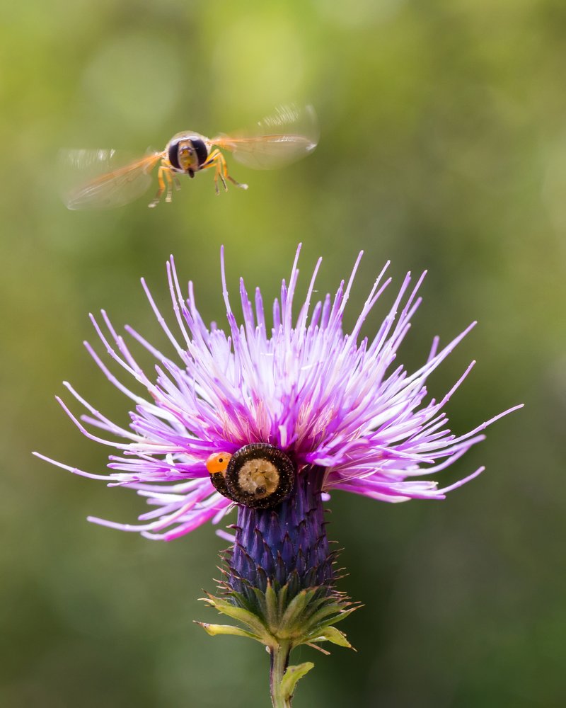 Не найдешь!