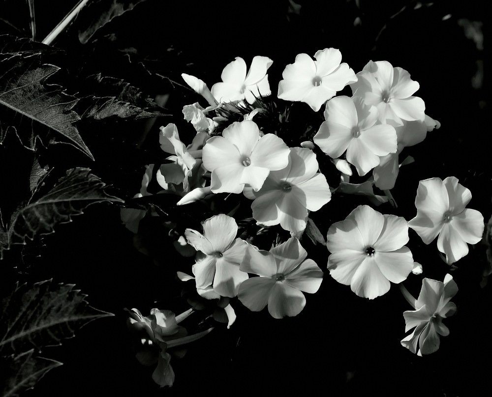 Photograph by НИНА АВЕРЬЯНОВА