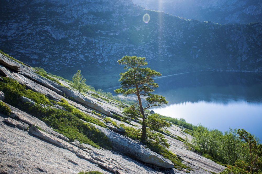 Дерево отшельника