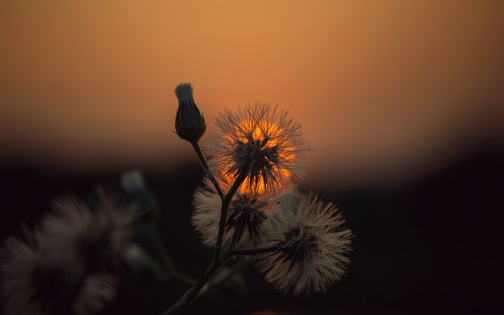 Photograph by Sourav Mondal