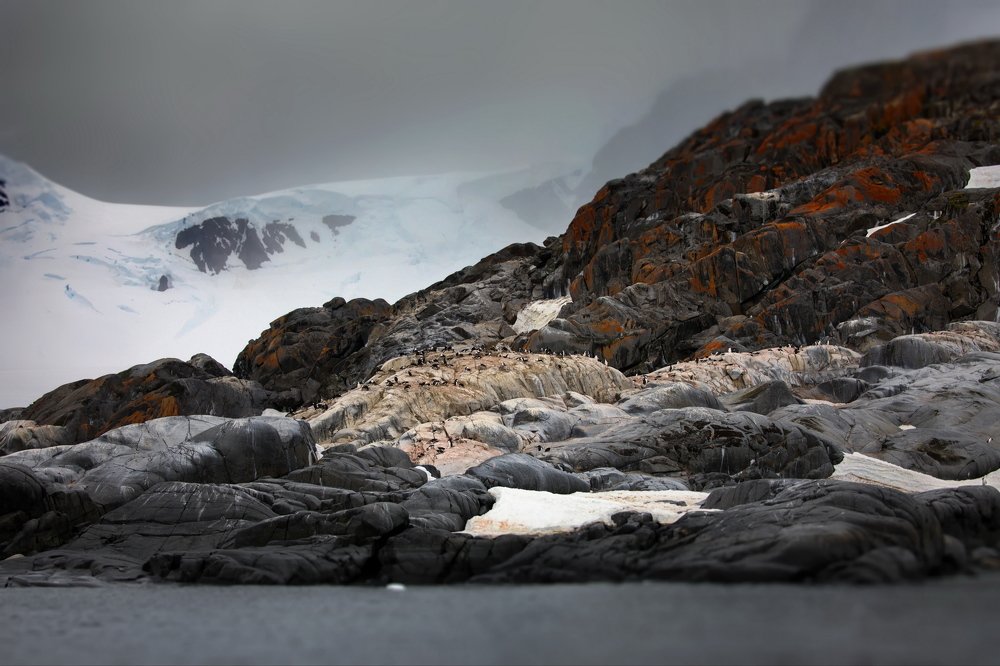 Страна Пингвиния