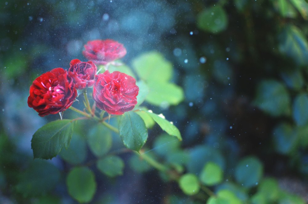 Фотография автора Виктория