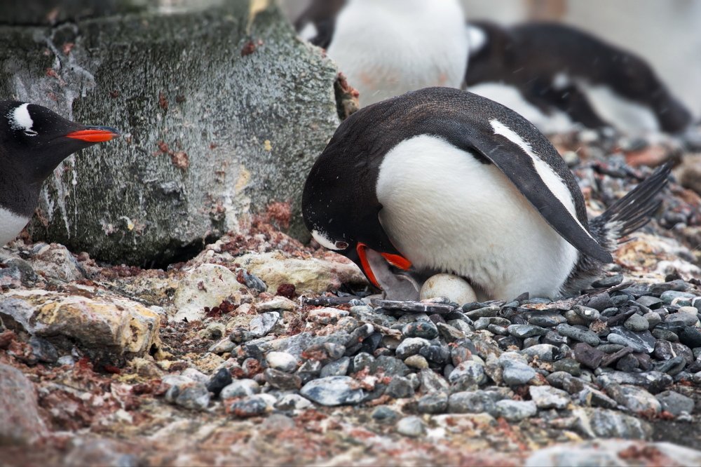 Кто первый вылупился, того и тапки!