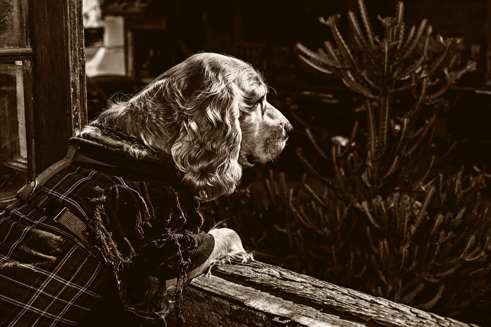 Chico in the Balcon in Sepia