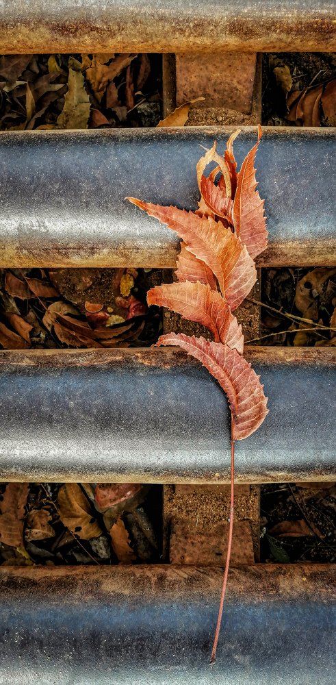 Photograph by Sumiran Waghmare