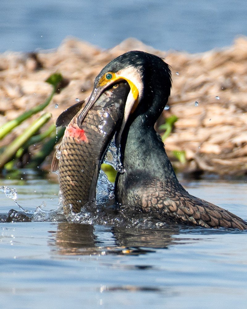 Indian Cormorant with a kill
