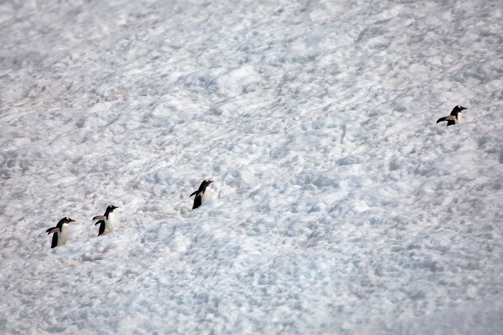 Все выше, и выше, и выше...