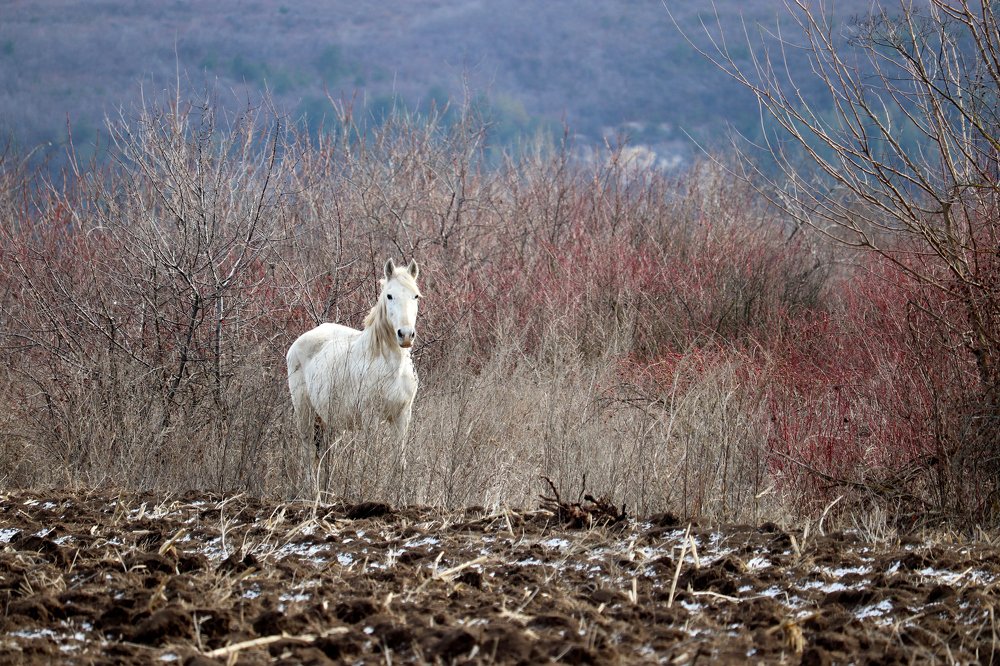Встреча в лесу