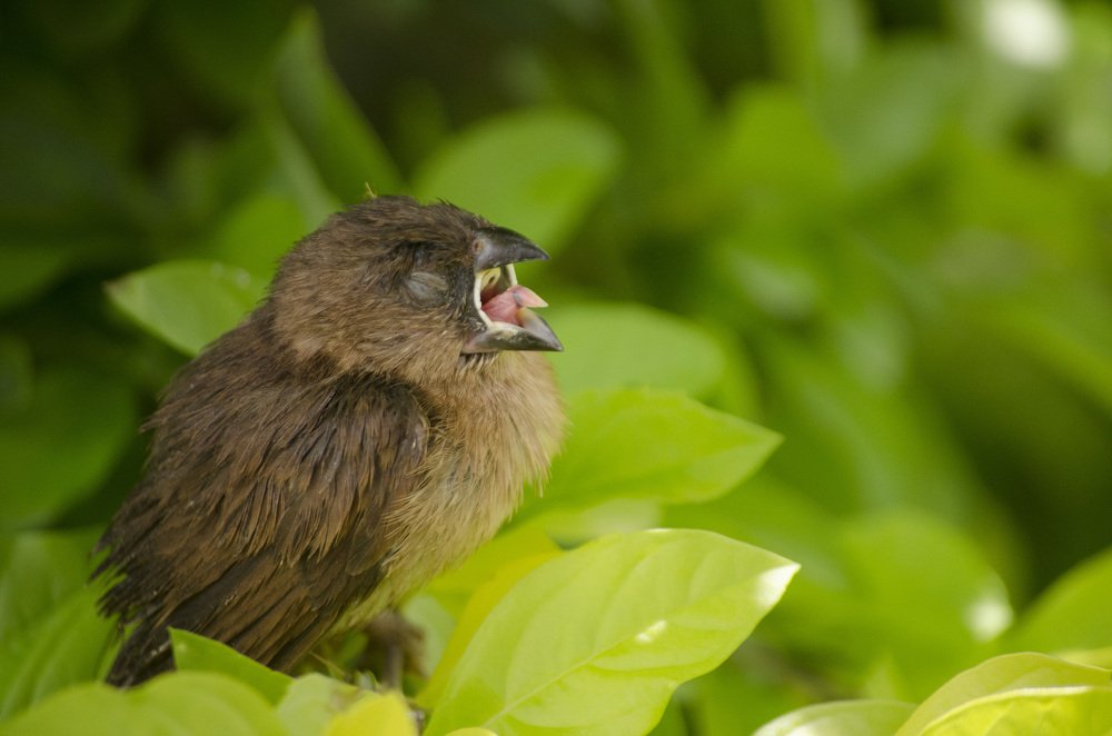 Spice Finch - Lonchura punctulata