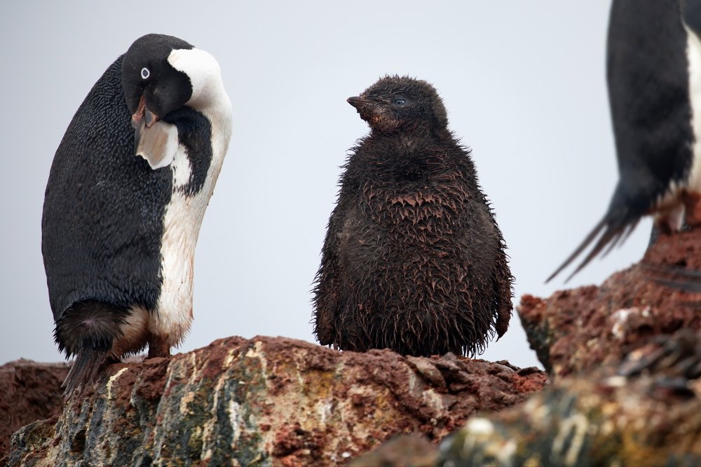 Мам, а почему меня в школе зовут чухонцем?