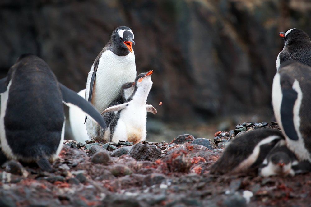 Мам, в Титанике так на носу корабля стояли?