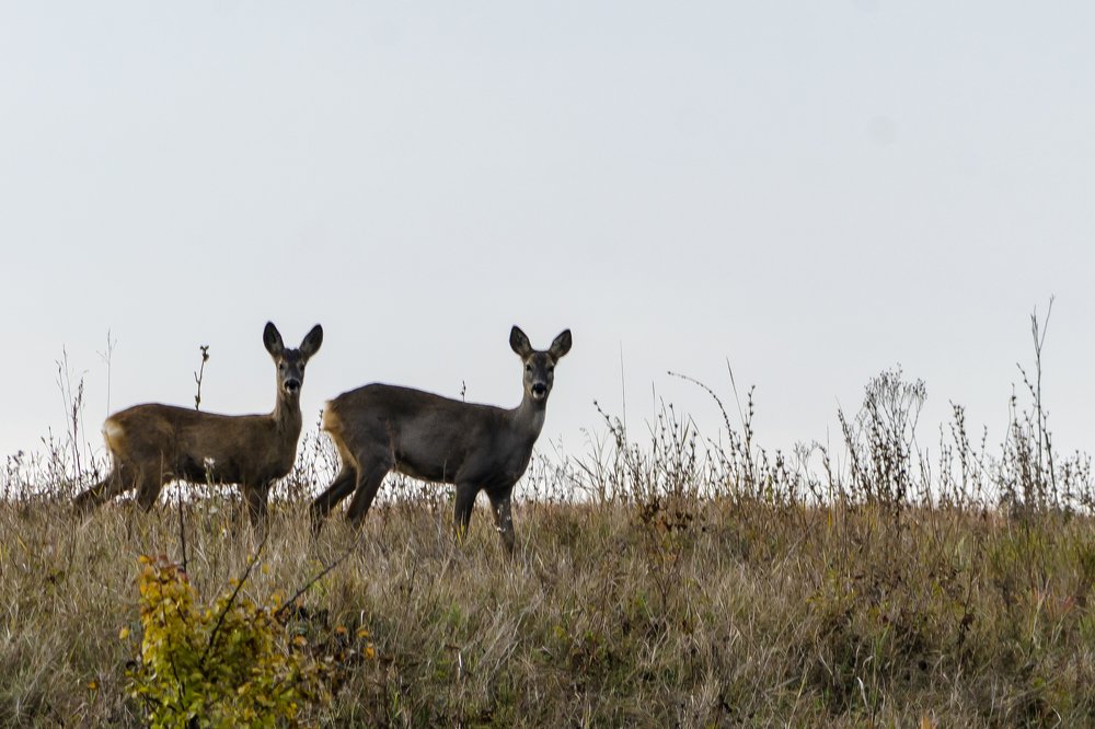 Photograph by Александр Щербаков