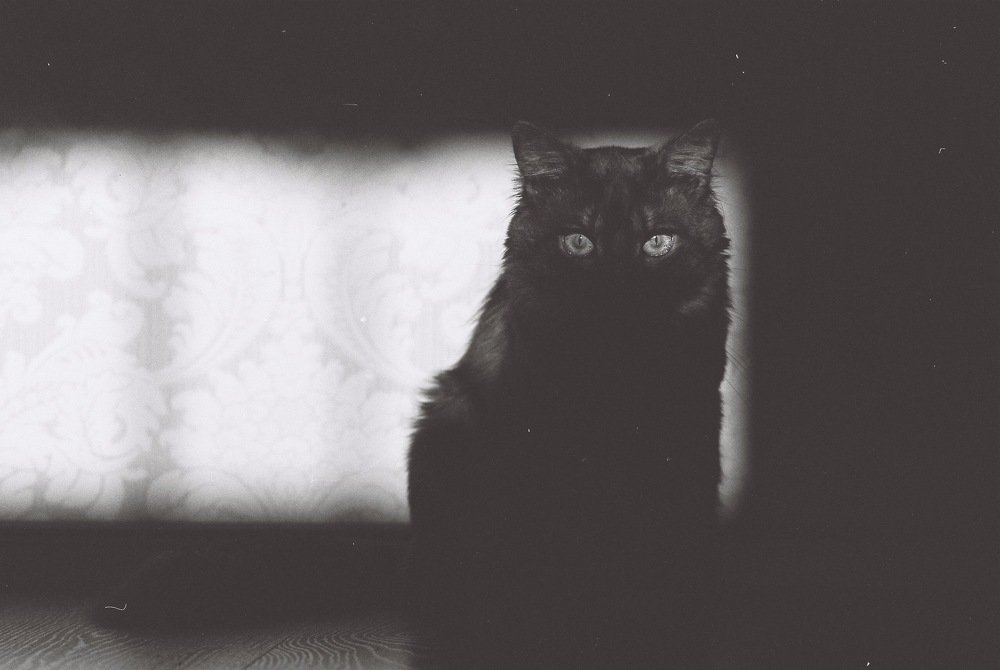 Кот Чуи