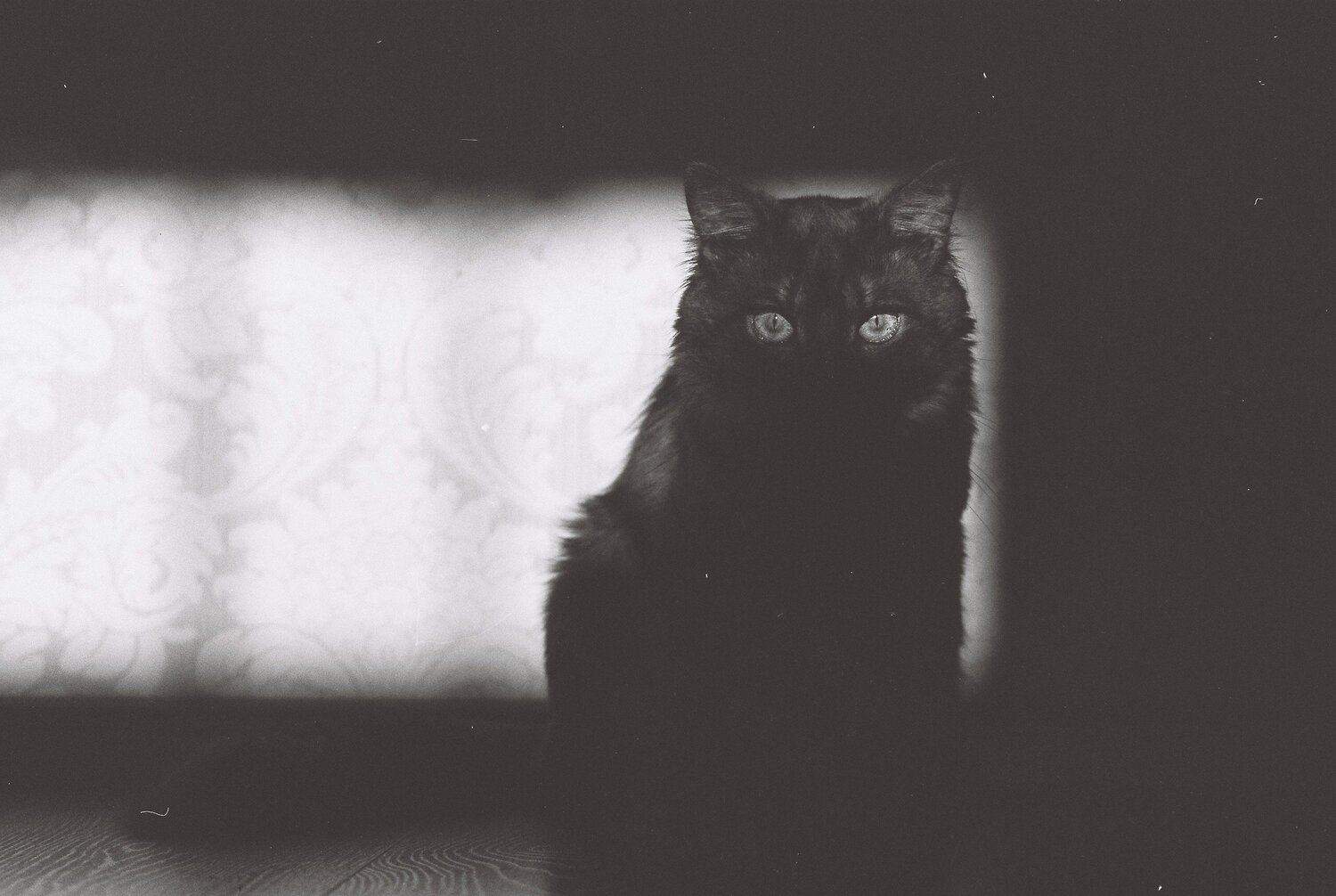 Кот Чуи
