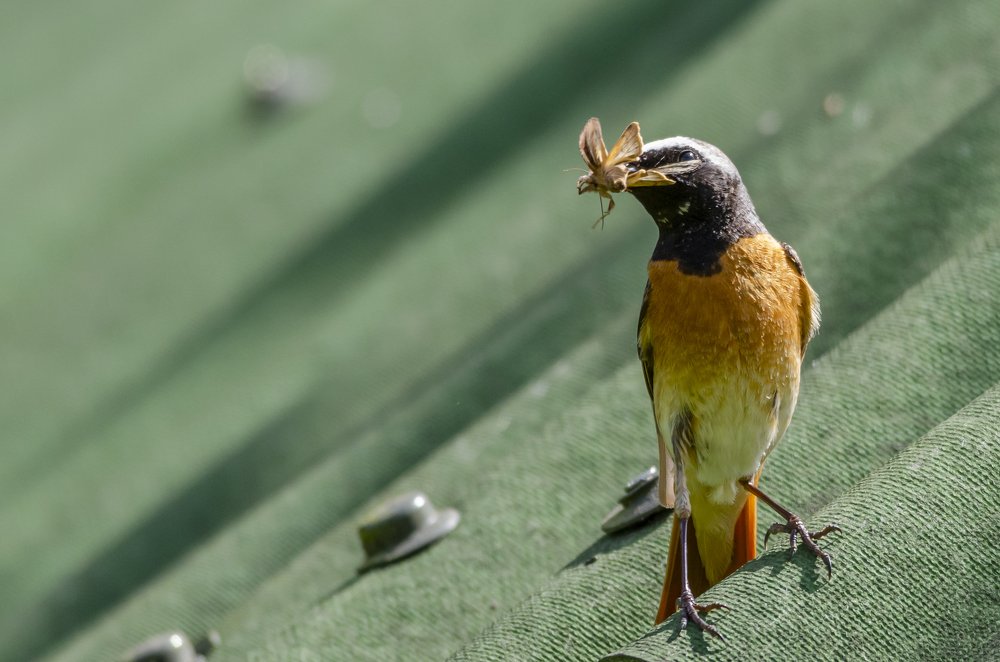 Photograph by Виктор Плахотин