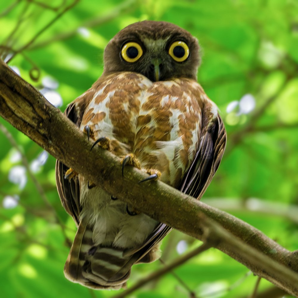 If cuteness had a face...