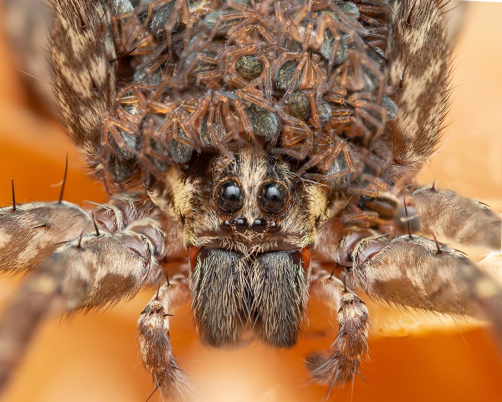 Wolf spider with some babies