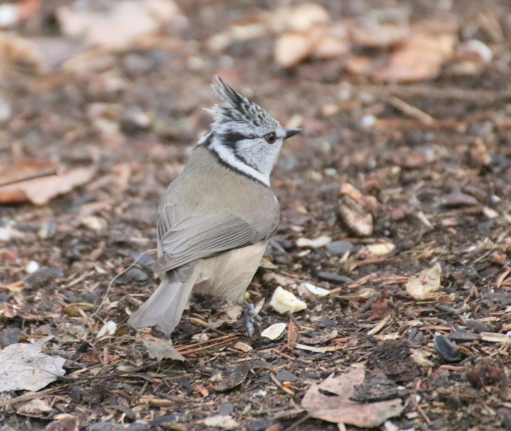 Хорошая маскировочка у этого красавца
