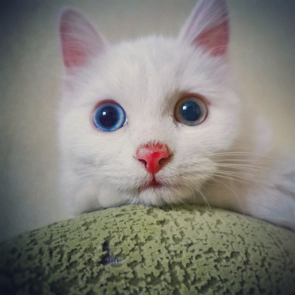 Кот по имени Кокос.