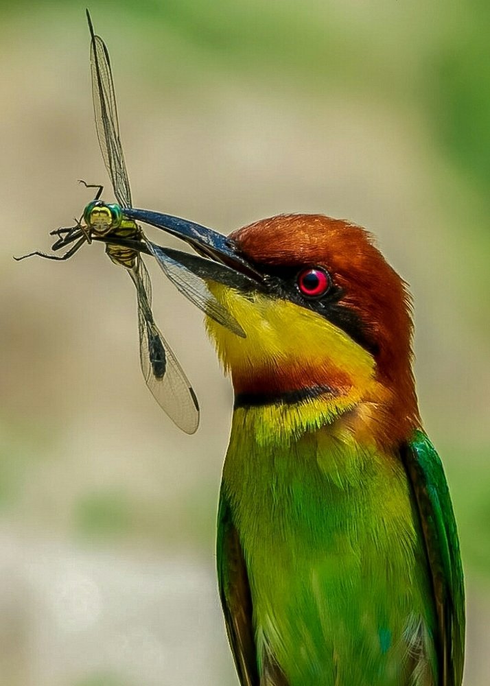 Beautiful. Both prey & the predator.