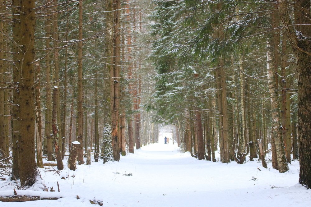 Photograph by Евгения Малафеева